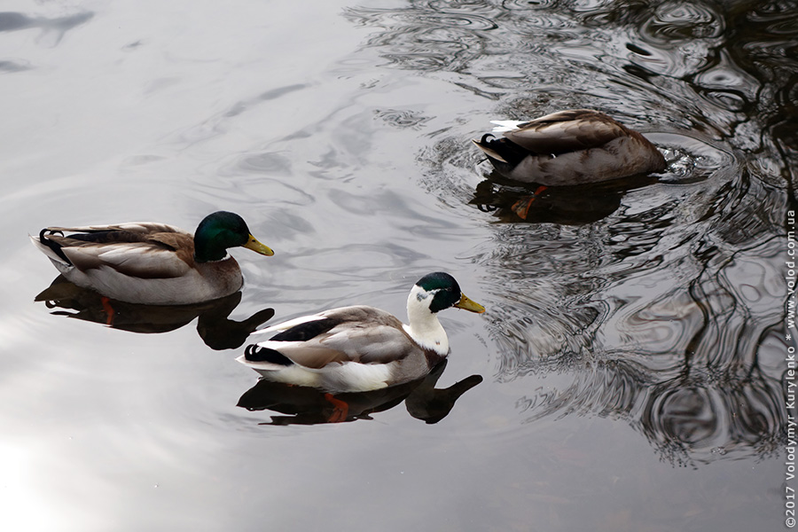 photo from slideshow